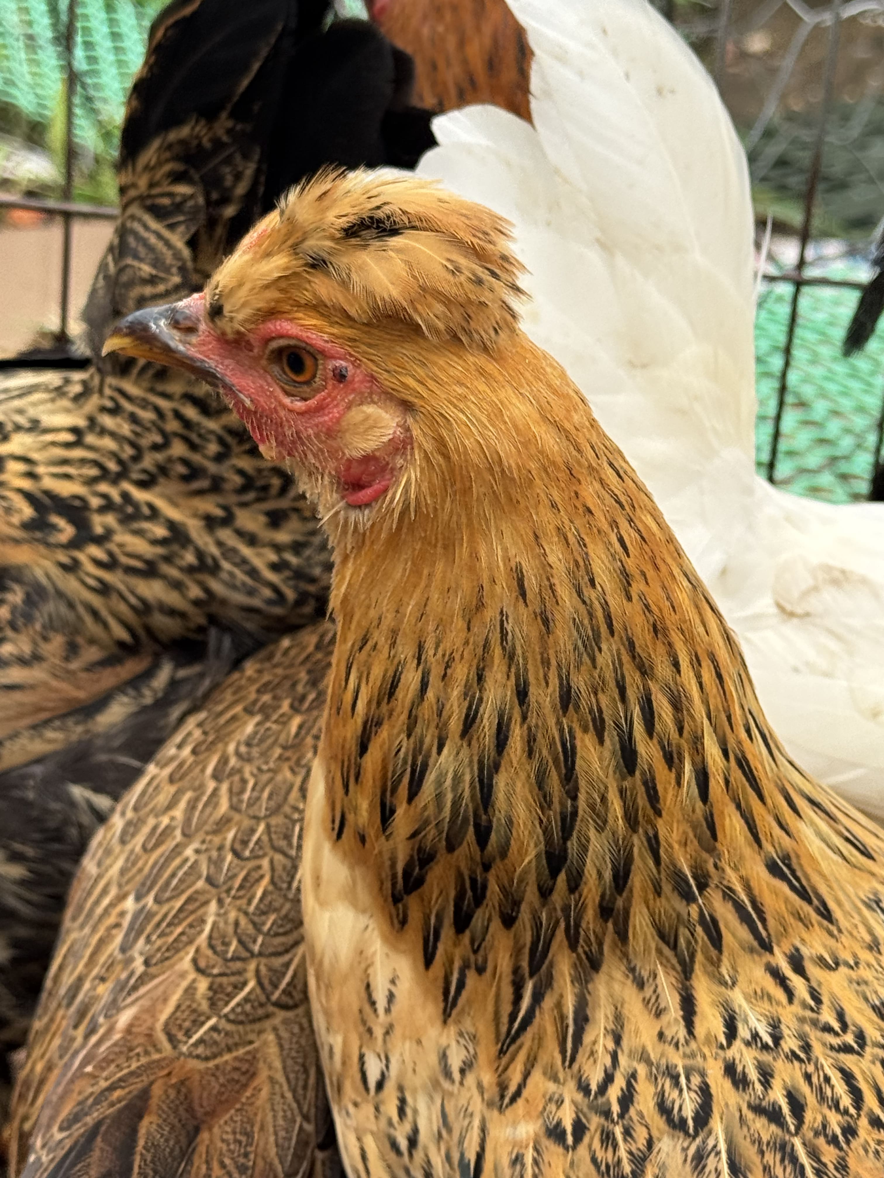 Gà thiến ri Hà Giang 1