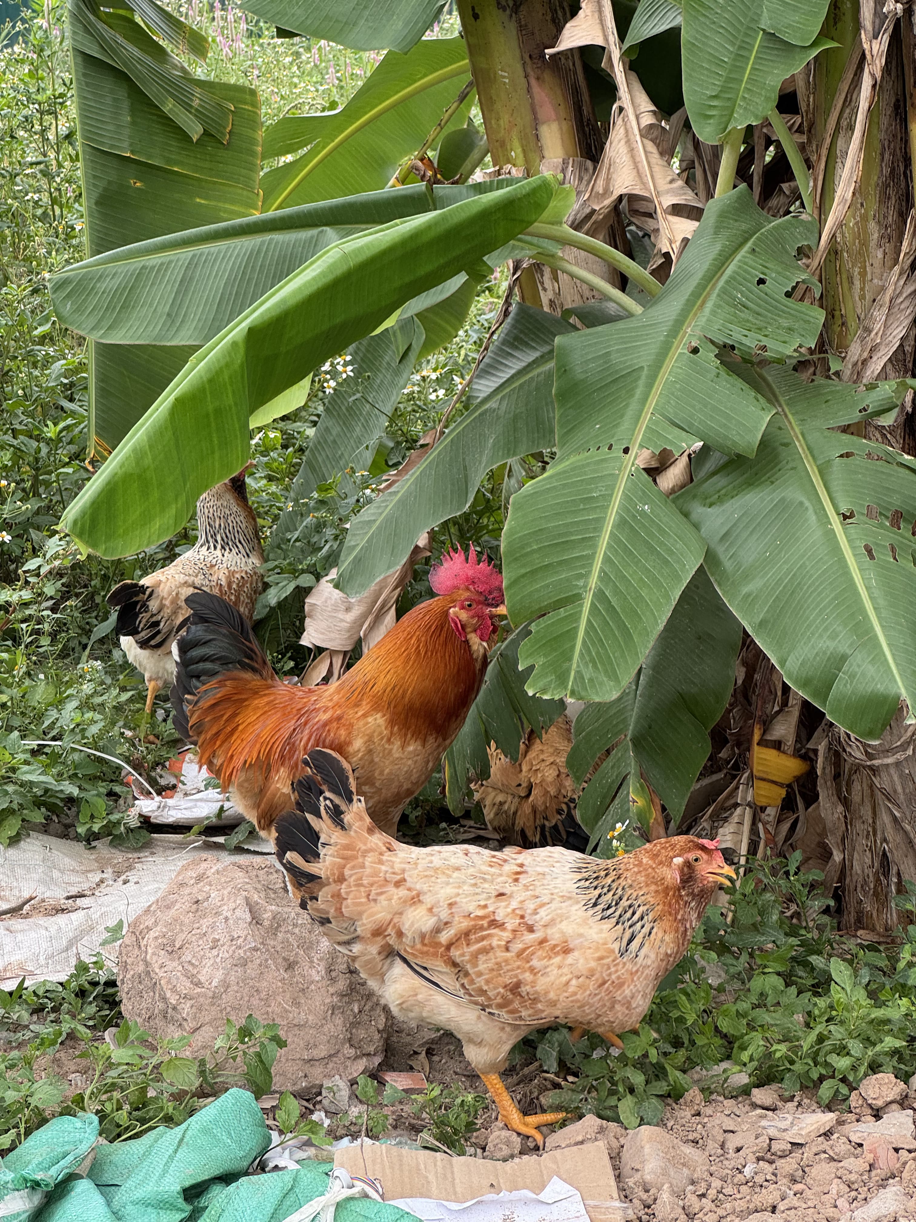 Gà thiến ri Hà Giang 10