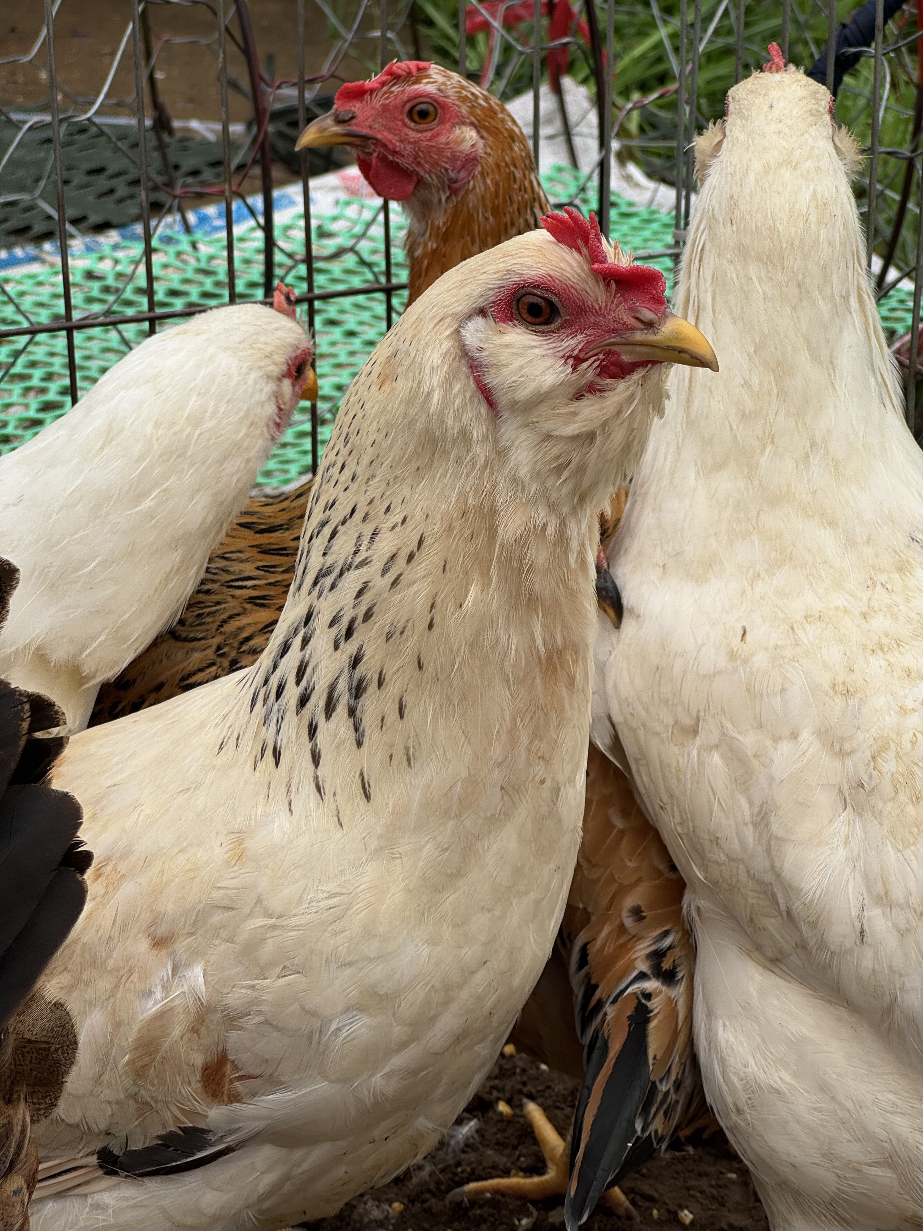 Gà thiến ri Hà Giang 2