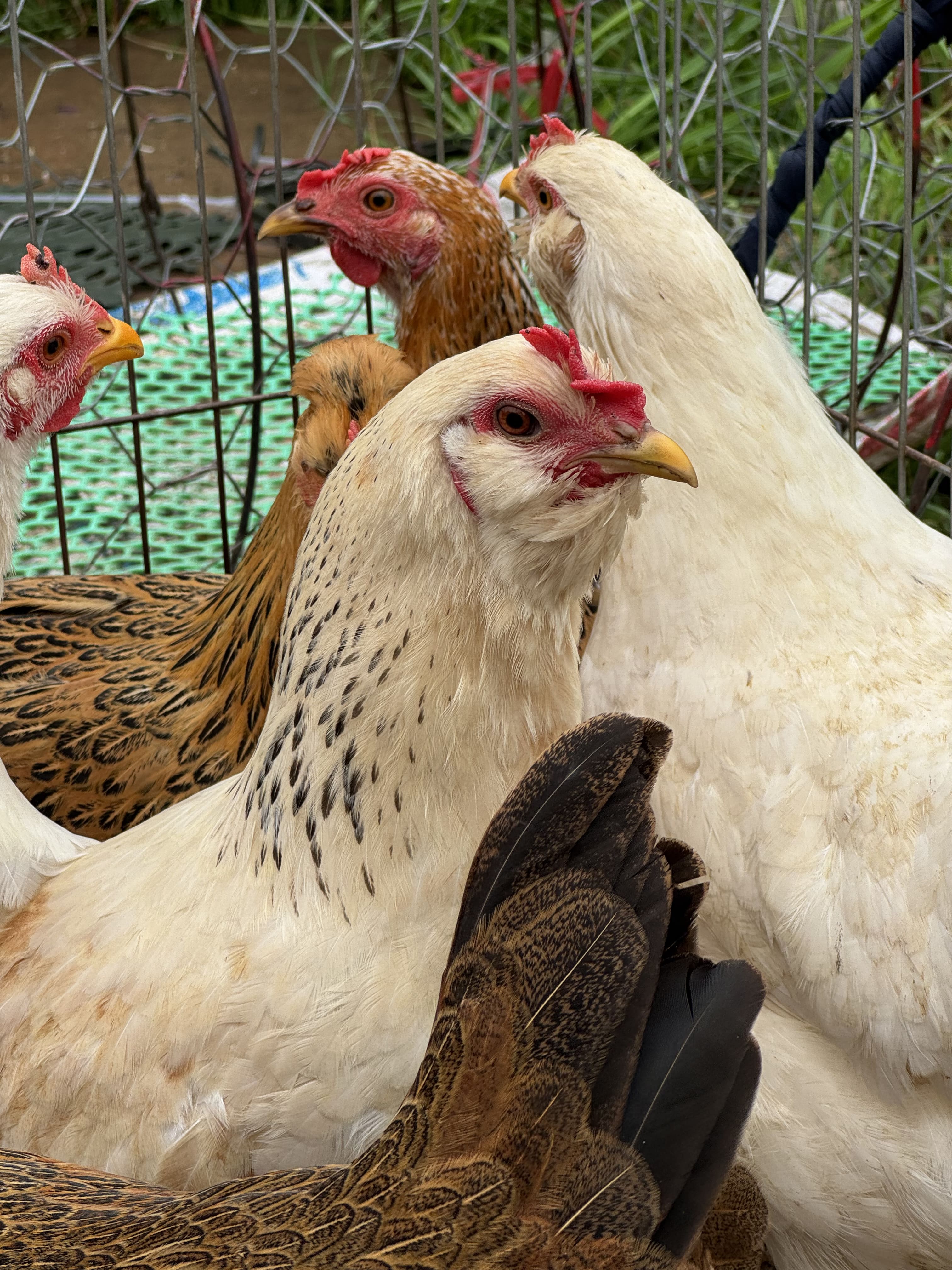 Gà thiến ri Hà Giang 3