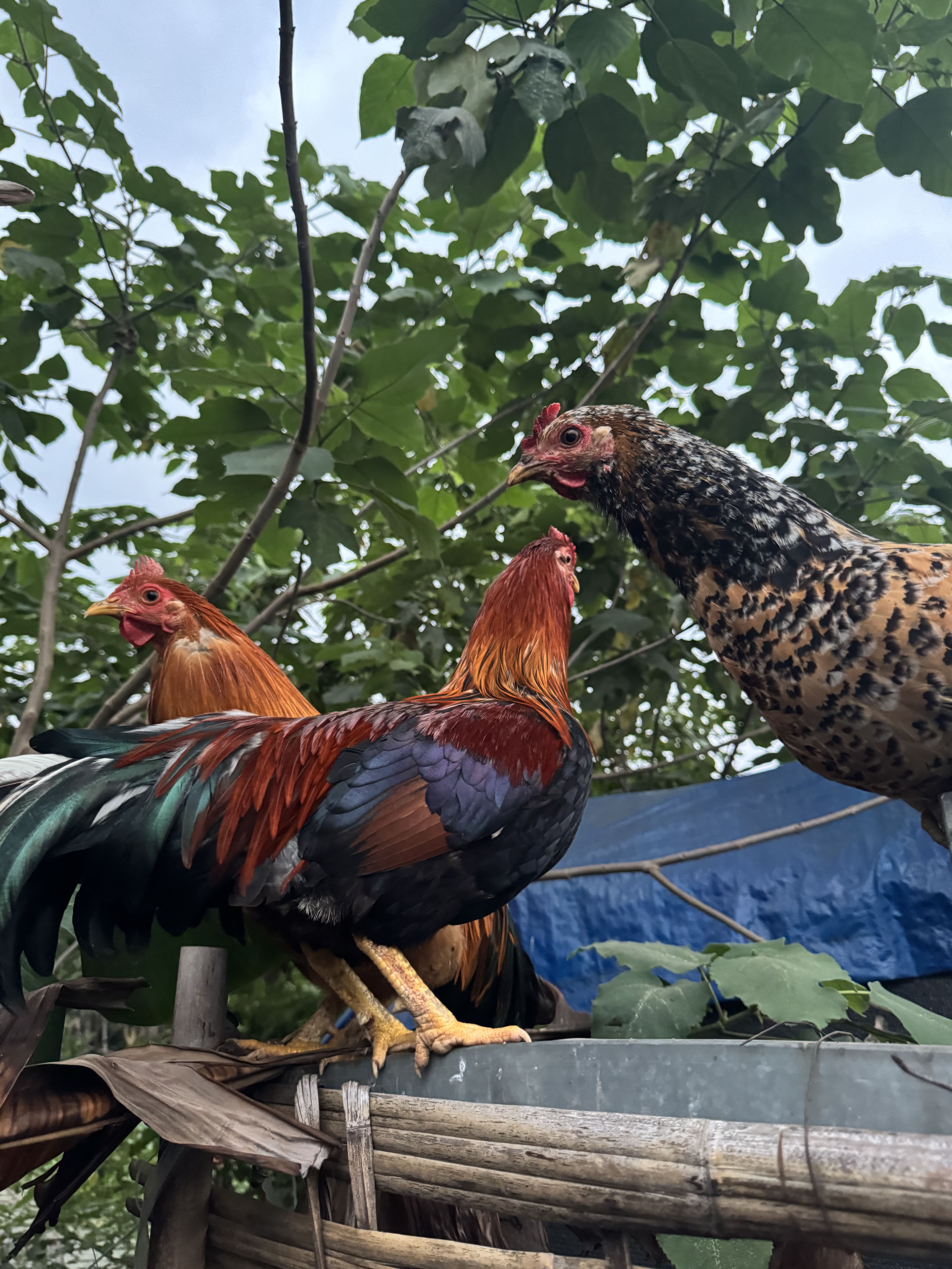 Gà thiến ri Hà Giang 5