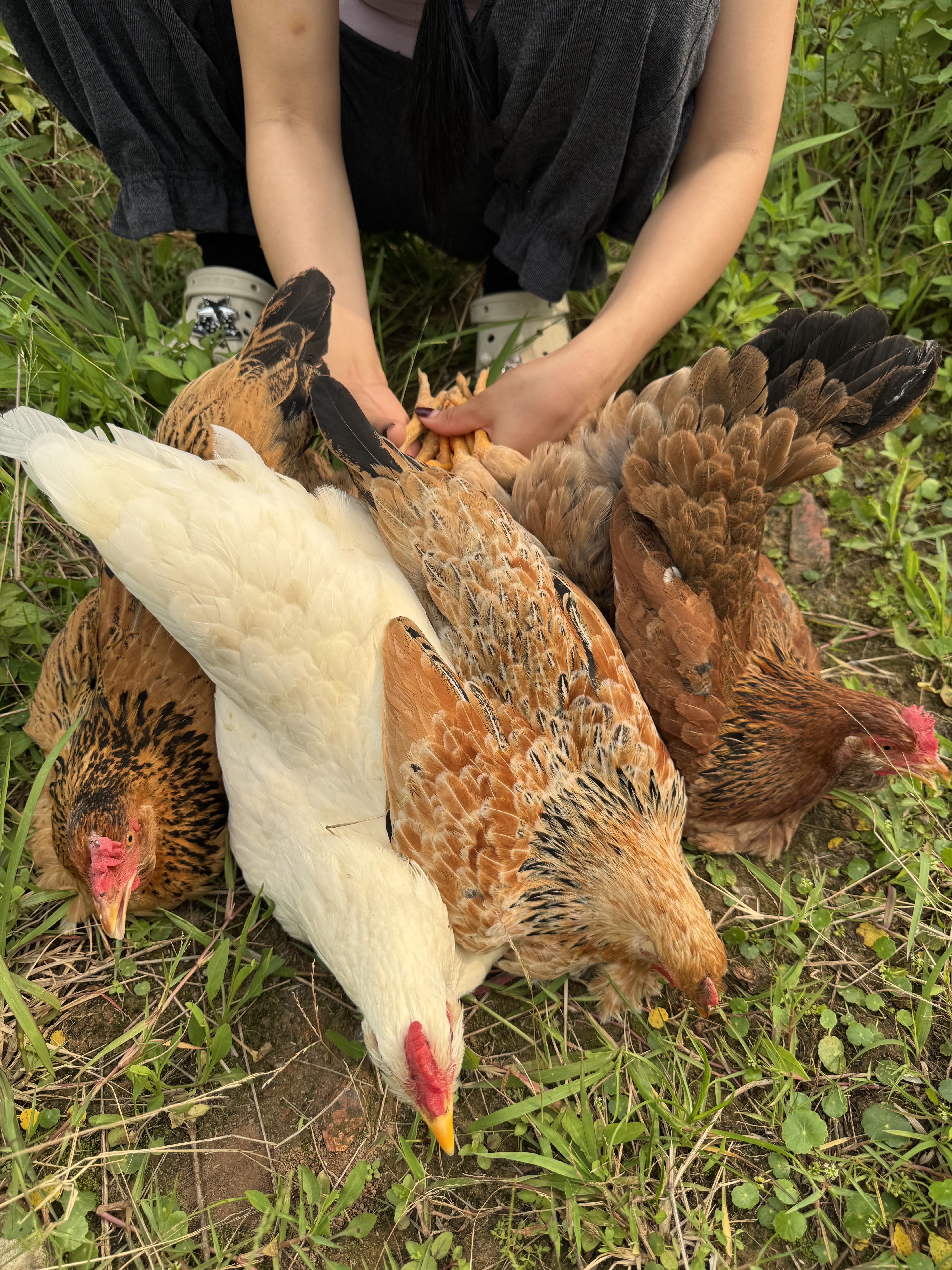 Gà thiến ri Hà Giang 6