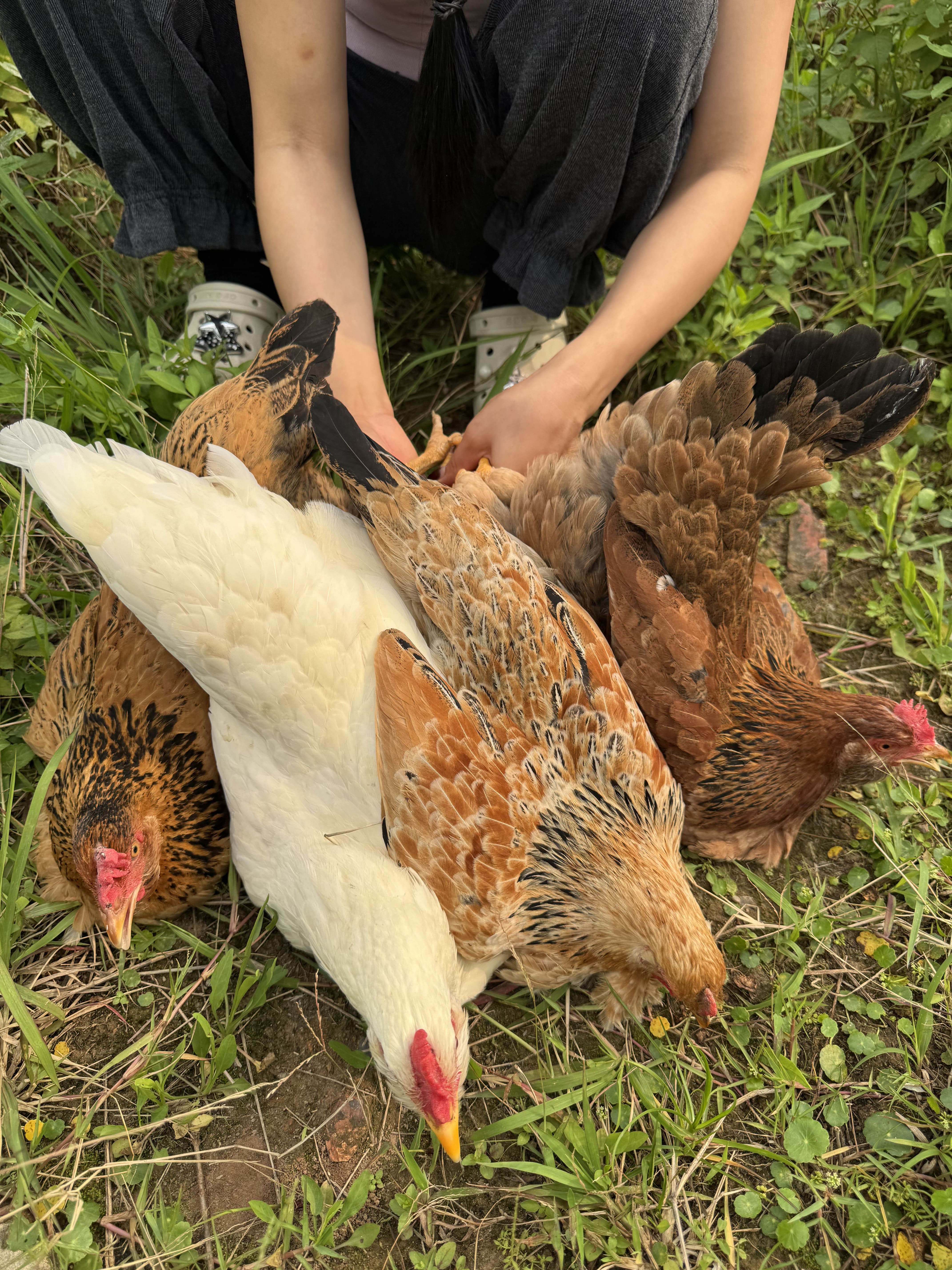 Gà thiến ri Hà Giang 7