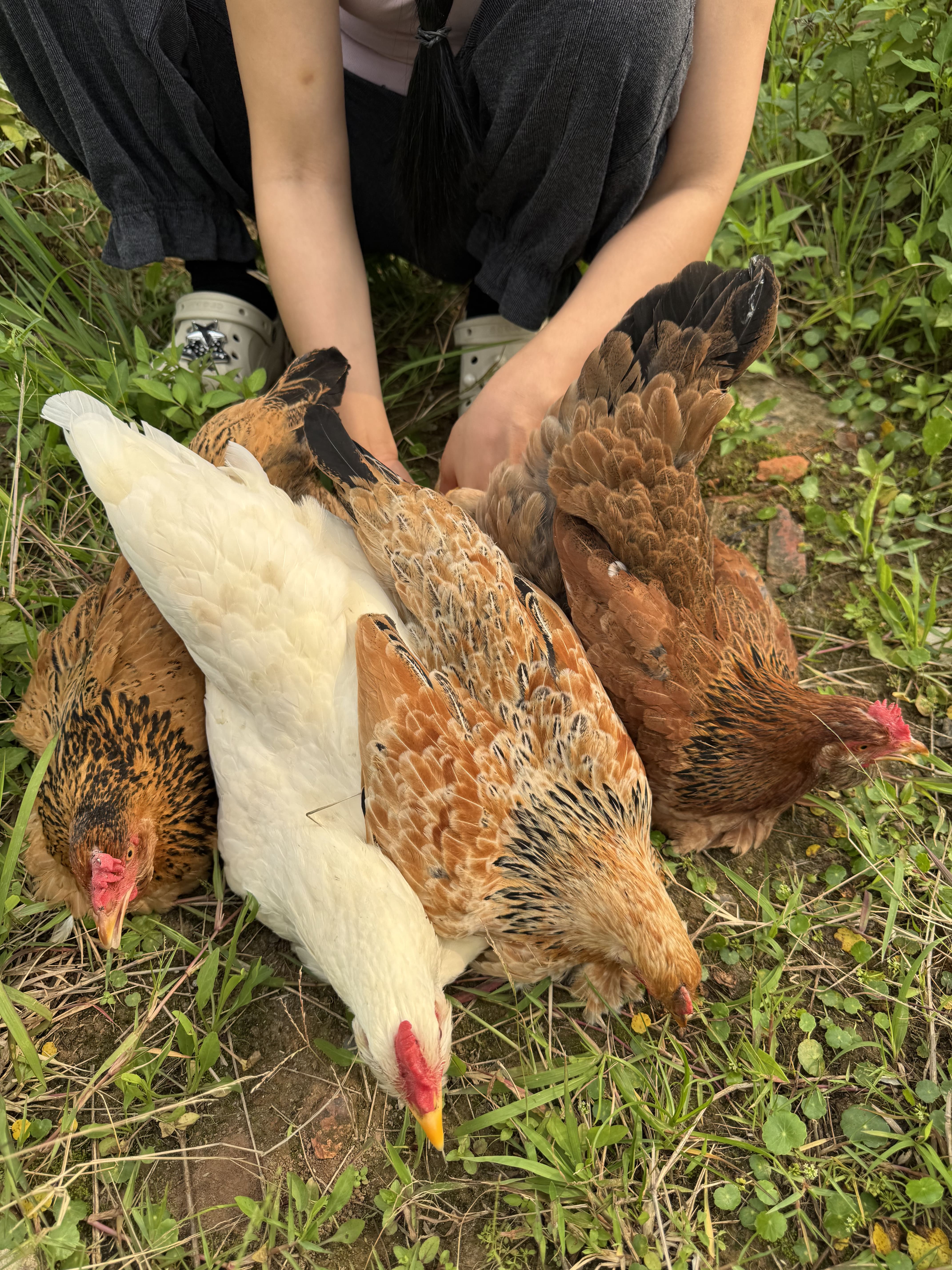 Gà thiến ri Hà Giang 8